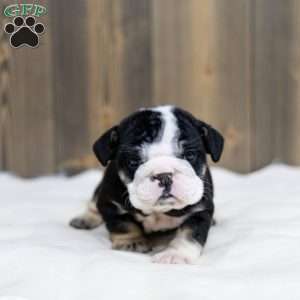 Inky Shadow, English Bulldog Puppy